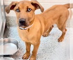 Small #1 Redbone Coonhound-Rhodesian Ridgeback Mix