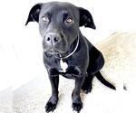 Small #2 Labrador Retriever