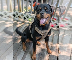 Rottweiler Dogs for adoption in Germantown, OH, USA