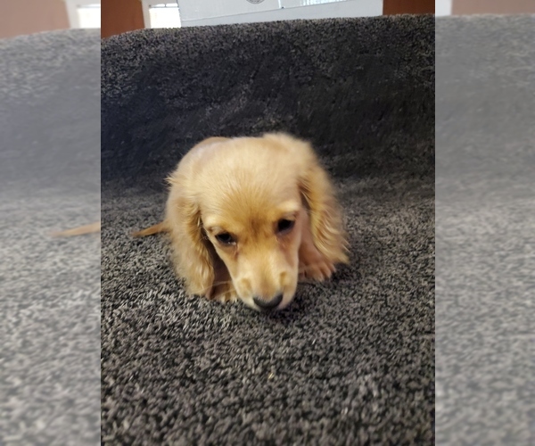 Medium Photo #14 Dachshund Puppy For Sale in FAYETTEVILLE, TN, USA