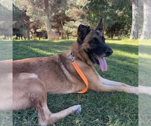 German Shepherd Dog-Unknown Mix Dogs for adoption in Las Vegas, NV, USA
