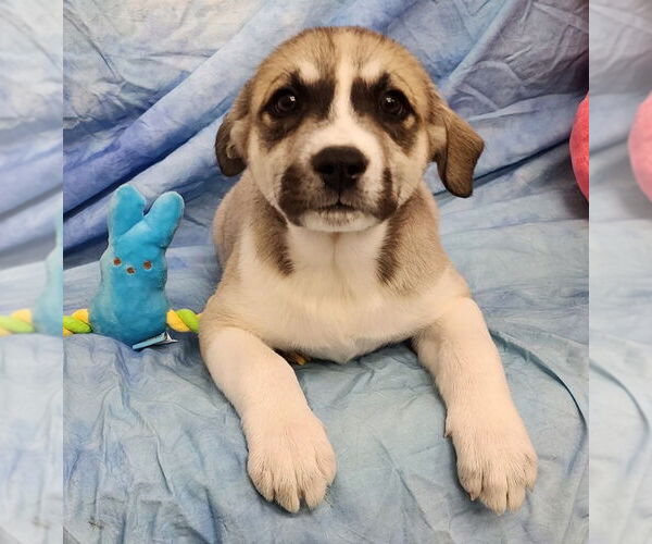 Medium Photo #1 Labsky Puppy For Sale in Wetumpka, AL, USA