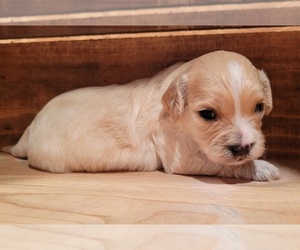 Cavanese Puppy for sale in PINK HILL, NC, USA