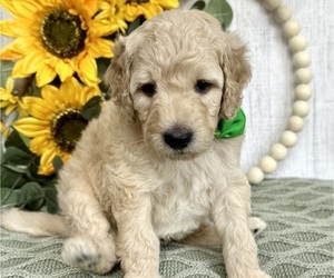 Goldendoodle (Miniature) Puppy for Sale in PILOT HILL, California USA