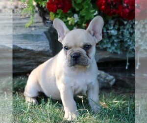 French Bulldog Puppy for sale in LANCASTER, PA, USA