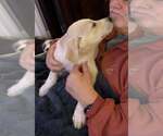 Small #3 Mutt