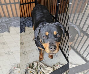 Rottweiler Dogs for adoption in Westminster, MD, USA