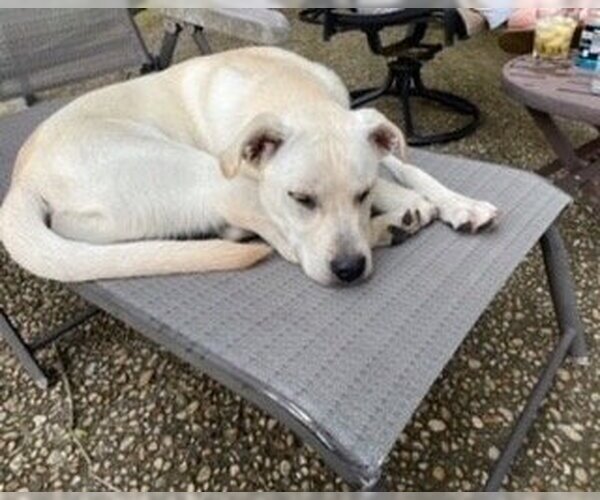 Medium Photo #12 Labrador Retriever-Unknown Mix Puppy For Sale in Houston, TX, USA