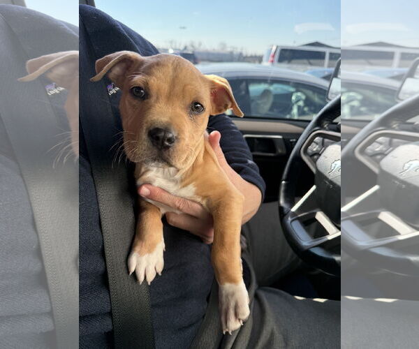 Medium Photo #2 Mutt Puppy For Sale in Derwood, MD, USA