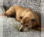 Small #2 Mutt