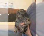 Small #5 Schnoodle (Giant)