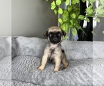 Small Photo #2 Pug Puppy For Sale in FRANKLIN, IN, USA