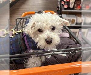 Maltese-Unknown Mix Dogs for adoption in Wheaton, IL, USA