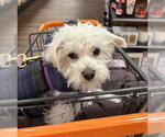 Small Maltese Mix