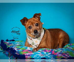 Chihuahua-Unknown Mix Dogs for adoption in Salt Lake City, UT, USA