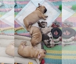 Small Photo #11 French Bulldog Puppy For Sale in PIONEER, CA, USA