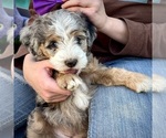 Small #4 Bernedoodle (Miniature)