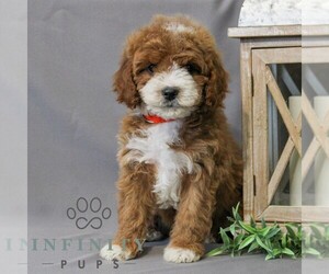 Cavapoo Puppy for sale in NEWMANSTOWN, PA, USA