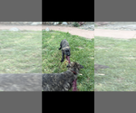 Small #1 Dutch Shepherd Dog-German Shepherd Dog Mix
