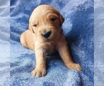 Small Photo #2 Golden Retriever Puppy For Sale in HESPERIA, MI, USA