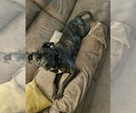 Small #15 American Pit Bull Terrier Mix