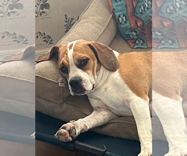 Medium Photo #2 Beagle-Unknown Mix Puppy For Sale in Chandler, AZ, USA