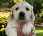 Puppy Roo English Cream Golden Retriever