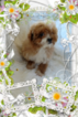 Small Photo #4 Bichon Frise Puppy For Sale in DOUGLAS, GA, USA