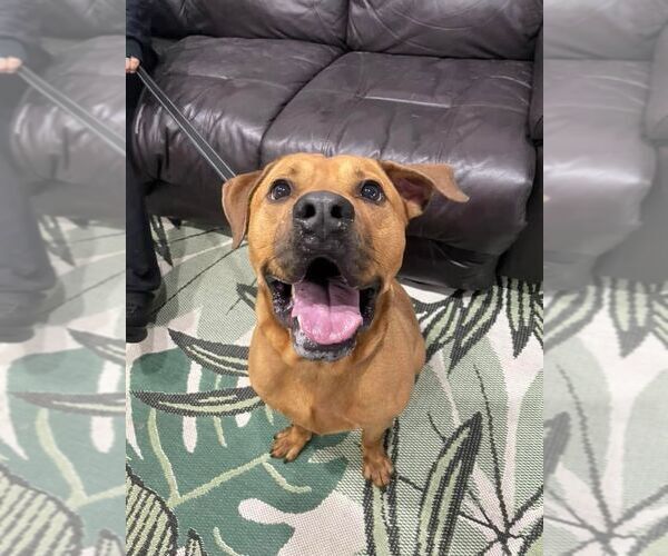 Medium Photo #31 Labrador Retriever-Unknown Mix Puppy For Sale in Pompano Beach , FL, USA