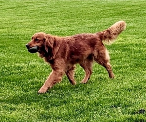 Mother of the Golden Retriever puppies born on 06/04/2025