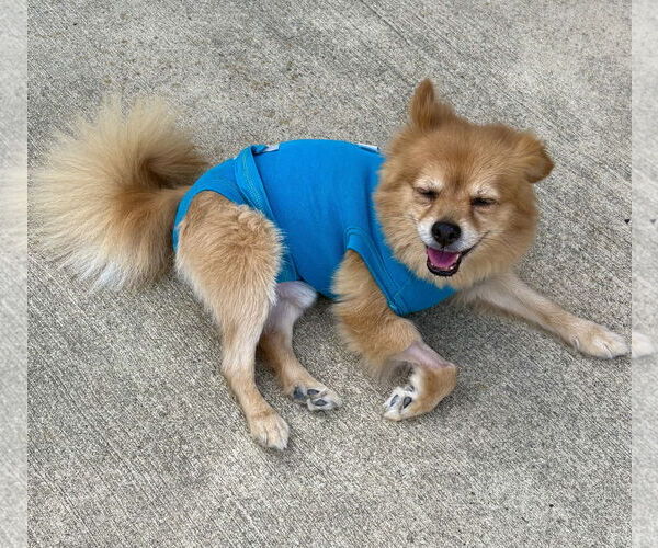 Medium Photo #4 Pomeranian Puppy For Sale in Mount Laurel, NJ, USA