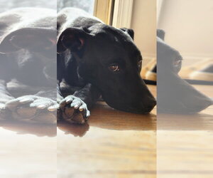 Nova - Female American Pit Bull Terrier-Labrador Retriever Mix Dog for Adoption - Photo #9