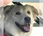 Small #8 Great Pyrenees Mix