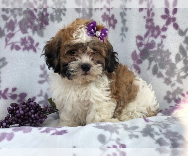 Medium Photo #10 Zuchon Puppy For Sale in LAKELAND, FL, USA