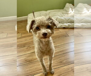 Poodle (Miniature) Dogs for adoption in Valrico, FL, USA