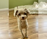 Small Poodle (Miniature)