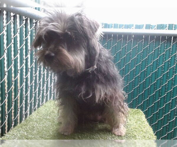 Medium Photo #1 Maltese-Unknown Mix Puppy For Sale in Downey, CA, USA
