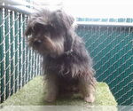 Small Maltese Mix