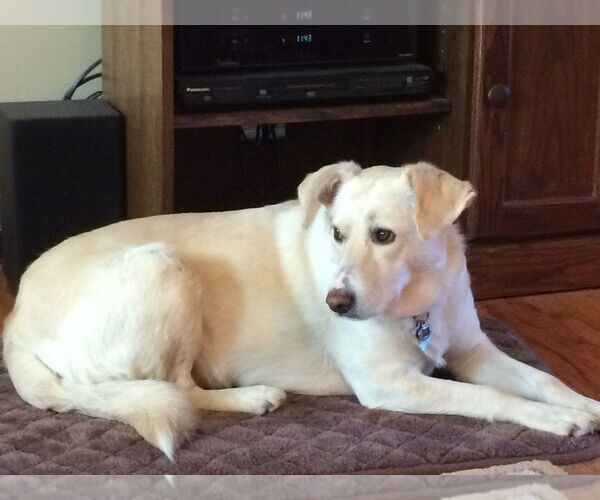 Medium Photo #2 Golden Retriever-Unknown Mix Puppy For Sale in Brewster, NY, USA