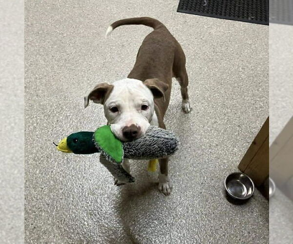 Medium Photo #2 Mutt Puppy For Sale in Mount Laurel, NJ, USA