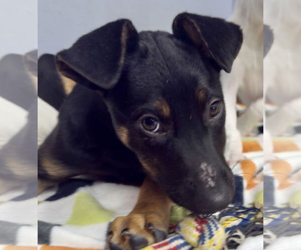 Medium Photo #1 Mutt Puppy For Sale in Jefferson, NJ, USA