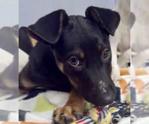 Mutt Dogs for adoption in Jefferson, NJ, USA