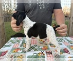 Puppy Puppy 5 German Shorthaired Pointer