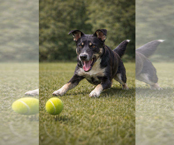 Medium Photo #7 Mutt Puppy For Sale in Fenton, MO, USA