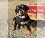 Small Photo #10 Rottweiler Puppy For Sale in MARION, SC, USA