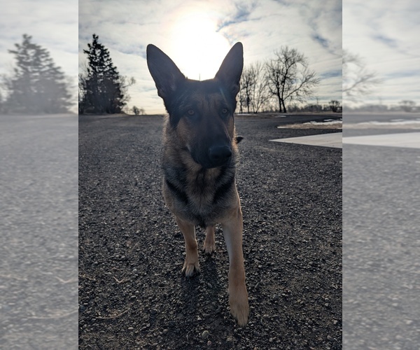 Medium Photo #1 German Shepherd Dog Puppy For Sale in BARRON, WI, USA