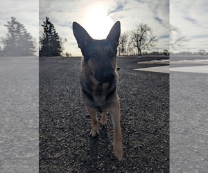 Father of the German Shepherd Dog puppies born on 12/06/2025