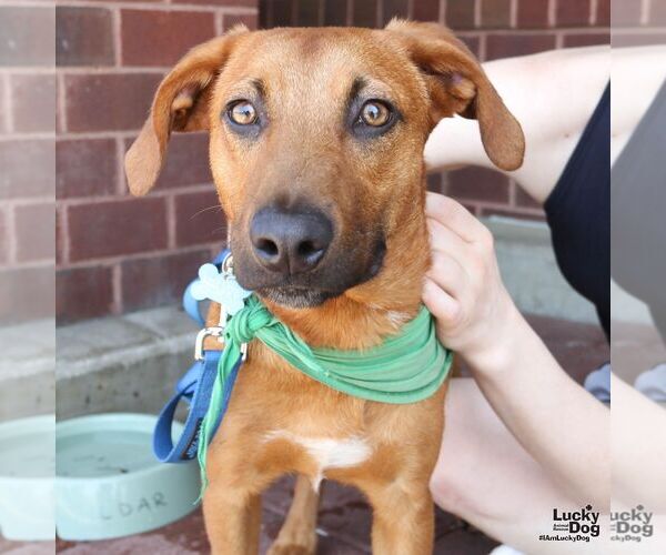 Medium Photo #3 Australian Shepherd-Unknown Mix Puppy For Sale in Washington, DC, USA