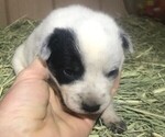 Small Photo #6 Australian Cattle Dog Puppy For Sale in GRANTS PASS, OR, USA