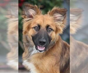 German Shepherd Dog Dogs for adoption in Cupertino, CA, USA